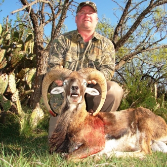 Trophy Mouflon